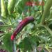 Pepper seeds 10 different varieties -- 100 seeds - Buy Online on GoSupps.com