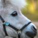Soulhorse Happy Bringer Guardian Angel Saddle & Bridle Talisman Magic Pony Key for Animals & Humans (Turquoise) - Buy Online on GoSupps.com