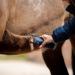 Lister Eclipse Cordless Horse Clipper Cordless Equine Clipper Professional Animal Clipping Clippers for Horses & Cattle Farm Supplies Lightweight Low Vibration Medium Duty Clipping - Buy Online on GoSupps.com