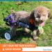 HeoBam Dog Wheelchair - for Small Dog Adjustable Dog Wheelchair for Hind Legs Rehabilitation Pet Rehabilitation Cart Handicap Wheels for Dogs Convenient Dog Wheelchair(XS(B)) - Buy Online on GoSupps.com