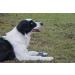 Chuckit! Ultra Squeaker Ball Medium - Pack of 2 | Durable Dog Toy - Buy Online on GoSupps.com