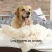 Petmaker 24-Inch White Wooden Indoor Dog Gate - Freestanding Accordion Style Fence for Doorways, Stairs or House - Buy Online on GoSupps.com