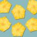 Dehydrated Pineapple Slices 3 oz - 20+ Flowers - Buy Online on GoSupps.com