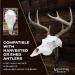 Mountain Mike's Reproductions Skull Master - Universal Antler Mounting Kit - European-Style - Fits Most Antlers - White Natural - Buy Online on GoSupps.com