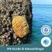 Tom & Pat Natural Sponge - Premium Quality Bathing & Shower Sponge from Greece | Dermatest Very Good 25-26 cm Body Peeling Sponge with Cord & Glass Trailer - Buy Online on GoSupps.com