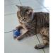 Bt Tobias Brunner Cuddly Petzen Fragrance & Cuddling Pillows for Cats - Valerian Trial Size | 4cats Made in Germany - Buy Online on GoSupps.com