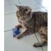 Bt Tobias Brunner Cuddly Petzen Fragrance Pillows for Cats - Catnip-Infused Comfort - Trial Size - Made in Germany - Buy Online on GoSupps.com