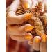 Gelish 15ml Gel Fall 2023 (Golden Hour Glow) - Buy Online on GoSupps.com