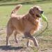KONG Air Dog Fetch Stick with Rope Dog Toy Large - Buy Online on GoSupps.com