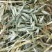 All Natural Oat Hay for Rabbits, Guinea Pigs & Small Animals - 15oz - Buy Online on GoSupps.com