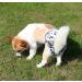 Joydaog Reusable Dog Diapers for Large Dogs - 4 Pack Camouflage Colors | Size L - Buy Online on GoSupps.com