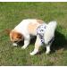 JoyDaog Reusable Dog Diapers for Large Female Dogs - XL Camouflage 4 Pack | Eco-Friendly & Comfortable - Buy Online on GoSupps.com
