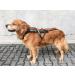 Dog Copenhagen Non-Stop Canicross Harness Free Motion Size T10 Black 9