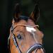 HORZE Horse Bridle Clermont Anatomical for Warmblood & Thoroughbred - Dark Brown C (C) - Premium Quality eCommerce Shipping Worldwide - Buy Online on GoSupps.com