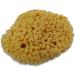 Constantia Pets Hermit Crab Real Sea Sponges - 5 Pack | Nutrient-Rich & Safer Drinking | Maintain Habitat Tank Humidity - Buy Online on GoSupps.com