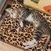FLYSTAR Self-Heating Cat Bed Mat - Leopard Print Soft Flannel & Cotton - Machine Washable - Ideal for Small, Medium, Large Cats/Puppies - 15.7 * 19.7 - Buy Online on GoSupps.com