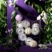 Father's Day Essential Oil Shower Steamers & Bath Bombs Set - 11pc Aromatherapy Relaxation Gift with Lavender, Peppermint, Vanilla, Coconut, Eucalyptus, and Honey Almond Scents - Perfect Gift for Women - Buy Online on GoSupps.com
