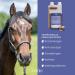 Str h Teufelsklle Horse - 1L Liquid for Musculoskeletal Support & Natural Metabolism Aid for Horses - International Shipping Available - Buy Online on GoSupps.com