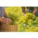 Ricola - Sweets with Swiss Plants - Apple Mint - Refreshing - Sugar Free - Box of 50g - Buy Online on GoSupps.com