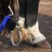 Premium Hoof Pick for Horses Donkeys & Goats Sturdy Brush & Ergonomic Handle (2x Blue) - International Shipping Available - Buy Online on GoSupps.com