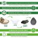Sinutan | Konjac Face Sponge | 100% Natural Bamboo Activated Charcoal | Konjac Sponge for Exfoliation and Deep Pore Cleansing | Ecological Sponges | Gift Idea - Buy Online on GoSupps.com