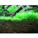 Micranthemum"Monte Carlo" - 1 Bunch - Live aquarium plant - Buy Online on GoSupps.com