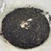 Pu-erh tea 2004 Yiwu Arbor Old Tree Tea 357gRaw - Buy Online on GoSupps.com