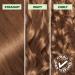 Garnier Nutrisse Ultra Cr me Permanent Hair Dye 100% Grey Coverage Vegan Formula Nourished Hair Long-Lasting Rich Colour 6.34 Amber Light Honey Brown 1 Application Packaging May Vary BROWN SHADES 6.34amber Light Honey Brown - Buy Online on GoSupps.com