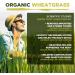 Organic Wheatgrass Powder 500g - High Chlorophyll Content - MySuperfoods (Pack of 1) - Buy Online on GoSupps.com
