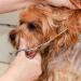 Bizzarre.ly Professional Dog Care Set - Dog Cups Fur Scissors Combs & Grooming Tools for Dogs & Cats - Buy Online on GoSupps.com