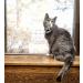 In Clover Fresh Digest: Cat Digestive Aid & Immune Support - Natural Prebiotic & Enzyme Powder - Hairball Control - 10.5 oz - Buy Online on GoSupps.com