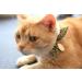Necoichi Ninja Cat Collar - Green - Buy Online on GoSupps.com