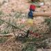 Wise Owl Outfitters Heavy Duty Tent Stakes - Essential Camping Accessories in Aircraft Aluminum - 12pk or 16pk - Buy Online on GoSupps.com
