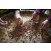Organic Kampot Pepper: Rare Cambodian Black Peppercorns - 8oz - Buy Online on GoSupps.com