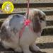 Ancol Rabbit Harness & Leash - Pink Dotted Rose | International Shipping Available - Buy Online on GoSupps.com