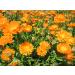 Starwest Botanicals Organic Calendula Flowers - 1 lb (453.6 g) - Whole Dried Herb - Buy Online on GoSupps.com