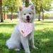 Shop Unique Summer Dog Triangle Neck Scarf - High-Quality Pink Flower Design for Small Medium and Large Dogs & Cats - Buy Online on GoSupps.com