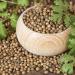 100% Natural Whole Coriander Seeds (1kg) - Vegan Additive-Free International Shipping - Buy Online on GoSupps.com