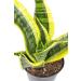 Fully Rooted Sansevieria Superba Snake Plant in Pot - Potted Succulent Houseplant by Plants for Pets - Buy Online on GoSupps.com