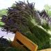 Buy Neoorganic Bio Lavender Oil 10ml - 100% Natural Organic Lavender for Sleep & Mood Enhancement - International Shipping Available - Buy Online on GoSupps.com