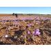 Spanish Premium Organic Saffron - D.O.P. Azafran de la Mancha - 1g Glass - 100% Pure Saffron Grade A+ - Buy Online on GoSupps.com