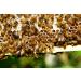 Premium Bees Pollen - 500g Pure & Residue-Free | Sweet Mild Flavor | High-Quality Beekeeping Product - Buy Online on GoSupps.com