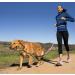 Halti Active Lead Size Large Blue - Shock-Absorbing Bungee Dog Leash for Running & Training - Neoprene Padded Belt & Lead - Medium & Large Dogs - Buy Online on GoSupps.com