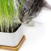 Buy PfotoLymp Cat Grass Re-Plant Set - Wheat Grass Seed & Earth for DIY Cat Grass in Porcelain Bowls - Buy Online on GoSupps.com