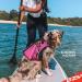 Ezydog X2 Boost Swimming Vest for Dogs - Pink Life Jacket with Superior Buoyancy & Rescue Handle | Ideal for Boating & Paddle Boarding (Size M) - Buy Online on GoSupps.com