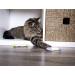 SmartyKat Crinkle Fish Catnip Toys for Cats & Kittens - Stimulating and Fun Play - 9-Set, Multiple Styles - Buy Online on GoSupps.com