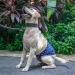 CuteBone Male Dog Belly Wraps - Washable Puppy Diapers (3 Pack) DM02M-DE - Duck Dino & Fox Designs (M: 35.5-43cm) - Buy Online on GoSupps.com