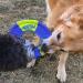 Nerf Dog Toss and Tug Ring Dog Toy Flying Disc Lightweight Durable and Water Resistant 9 Inch Diameter For Medium/Large Breeds Two Pack Green and Orange - Buy Online on GoSupps.com