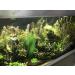 BEGONDIS Aquarium Decorations 3Pcs Silk & Plastic Green Water Plants for Fish Tank - 11 Inches - Buy Online on GoSupps.com