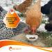 Eigenbilflarl Dried Larvae 800G | High-Protein Chicken Food | Ideal for Birds Fish & Quails | Premium Quality - Buy Online on GoSupps.com
